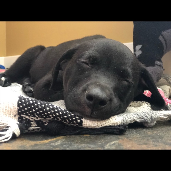 Meet your Posher, Maddy - Picture 1 of 1